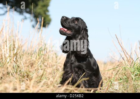 Cane English Cocker Spaniel adulto (nero) profilo di seduta in un campo Foto Stock