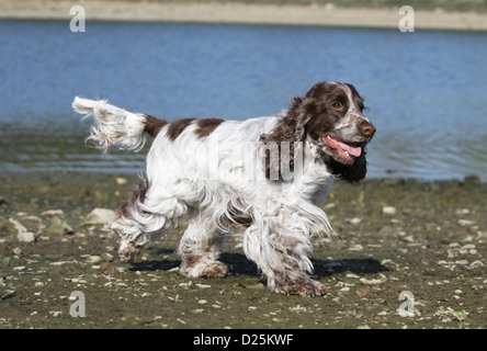 Cane English Cocker Spaniel adulto (fegato stefano) in esecuzione su una spiaggia Foto Stock