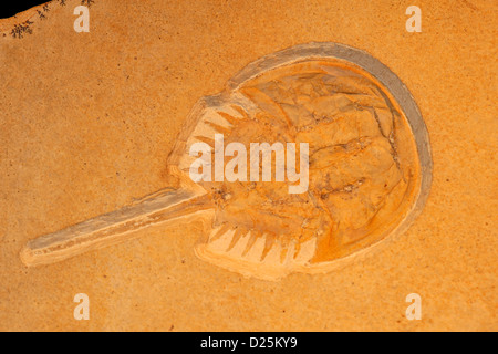 Mesolimulus walchi, fossili granchio a ferro di cavallo, Eichstätt, Solnhofen, Germania Foto Stock