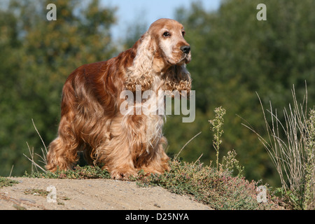 Cane English Cocker Spaniel adulto (rosso) in piedi sul suolo Foto Stock