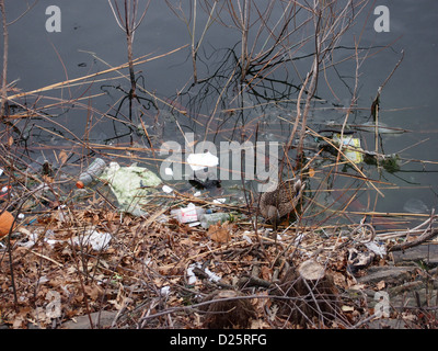 Acqua inquinata con anatra nella spazzatura Foto Stock