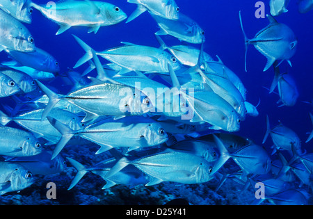 Shaab Rumi Sud altopiano. Il Sudan. Scuba diving off la MV Royal Evolution, fuori di Marsa Alam, Egitto. Grossi carangidi eyed shoal. Foto Stock