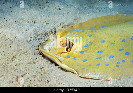 Shaab Rumi Sud altopiano. Il Sudan. Scuba diving off la MV Royal Evolution, fuori di Marsa Alam, Egitto. Blue Spotted Sting Ray. Foto Stock