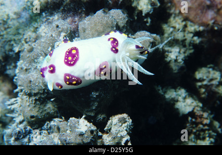 Nudibranch mare-slug. Chromodoris Cazae. Sott'acqua in Qatar, il Golfo Arabico. Foto Stock