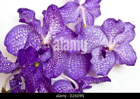 Primo piano di un viola orchidea Vanda contro uno sfondo bianco Foto Stock