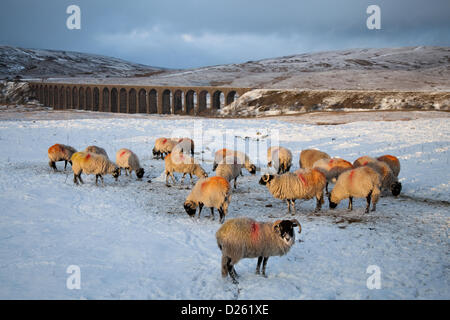 Ardito pecora in inverno vicino al viadotto Ribblehead attraverso la valle del fiume Ribble, nel North Yorkshire, nell'Inghilterra del Nord, Hardy bestiame raccogliere in condizioni di ghiaccio, nella luce della sera per i resti dei mangimi forniti dalle locali hill farmer a basse temperature con coperta di neve la brughiera. Il swaledale pecore sono contrassegnati con ocra rossa per indicare lo stato di allevamento e per facilitare l'identificazione. Foto Stock