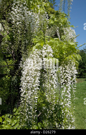 Chiudere fino a un bianco glicine giapponese (Wisteria floribunda "Alba") nella Royal Botanic Gardens, Kew, Surrey, Inghilterra. Foto Stock