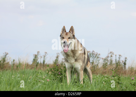 Cane wolfdog cecoslovacco / Tschechoslowakischer Wolfhund permanente per adulti Foto Stock