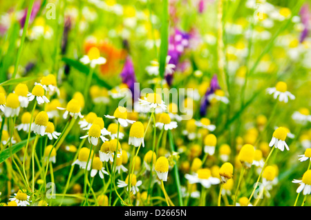 Prato di fiori selvaggi di erbe selvatiche camomilla fiori il bordo del campo di camomilla erba di prato colorato verde giallo viola rosso bianco Foto Stock