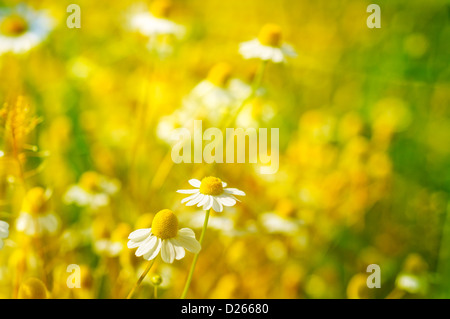 La camomilla al sole con raggi di sole su un prato, aprire bloom, bianco giallo verde sfondo sfocato Foto Stock