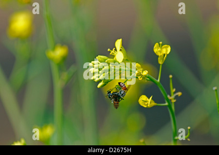 Api mellifere, Apis mellifera nectaring sul fiore di Brassica nigra, senape nera, India Foto Stock