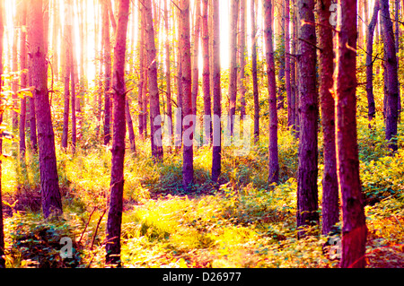 Una immagine della foresta di mattina con raggi solari Foto Stock