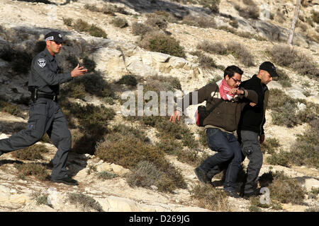 Gen 15, 2013 - Ramallah, West Bank, Territorio palestinese - frontiera israeliana degli ufficiali di polizia di trattenere un manifestante palestinese in una zona conosciuta come ''E1', che collega le due parti del popolo israeliano-West Bank occupata fuori sobborghi araba di Gerusalemme Est Gennaio 15, 2013. La polizia israeliana, usando granate stun, bloccati circa 50 attivisti palestinesi che hanno cercato il martedì di rioccupare tende si accampò la scorsa settimana su una patch di Cisgiordania terra che Israele vuole per insediamenti ebraici (credito Immagine: © Issam Rimawi APA/images/ZUMAPRESS.com) Foto Stock