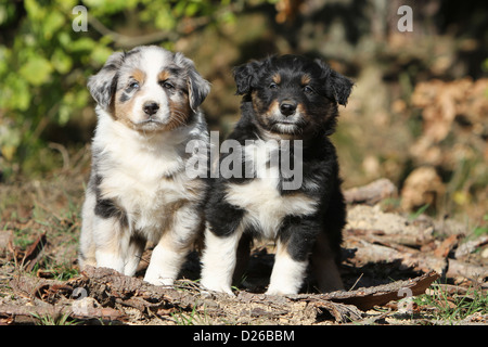 Cane pastore australiano / Aussie cuccioli di due diversi colori (blu Merle e tricolore nero) seduto in una foresta Foto Stock