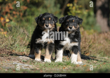 Cane pastore australiano / Aussie due cuccioli (tricolore nero) insieme permanente Foto Stock