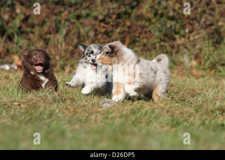 Cane pastore australiano / Aussie tre cuccioli di diversi colori (bicolore rosso, blue merle e red Merle) giocando in un prato Foto Stock