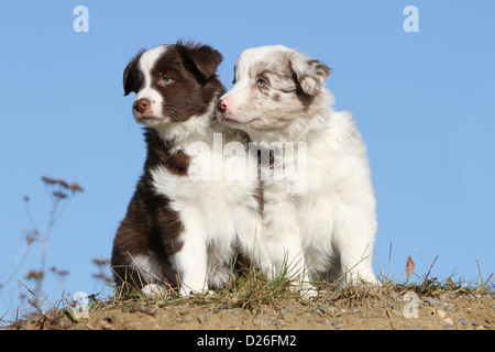 Cane pastore australiano / Aussie due cuccioli colori differenti (bicolore rosso e rosso Merle) seduta Foto Stock