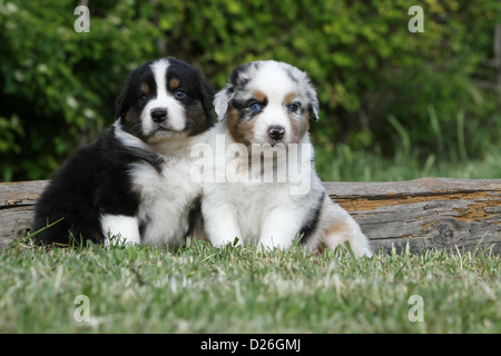 Cane pastore australiano / Aussie due cuccioli colori diversi (nero tricolore e blue merle) seduto sull'erba Foto Stock