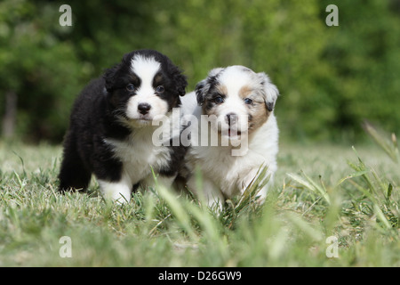 Cane pastore australiano / Aussie due cuccioli colori diversi (nero tricolore e blue merle) in piedi sull'erba Foto Stock