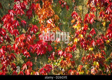 VIRGINIA SUPERRIDUTTORE [Parthenocissus quinquefolia ] le foglie in autunno SPLENDORE Foto Stock