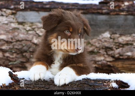 Cane pastore australiano / Aussie cucciolo (rosso tricolore) giacente nella neve Foto Stock