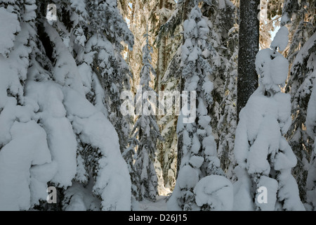 WASHINGTON - la neve intonacata alberi nelle foreste su Amabilis montagna vicino a Snoqualmie Pass in Wenatchee National Forest. Foto Stock