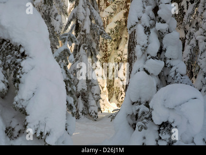 WASHINGTON - la neve intonacata alberi nelle foreste su Amabilis montagna vicino a Snoqualmie Pass in Wenatchee National Forest. Foto Stock