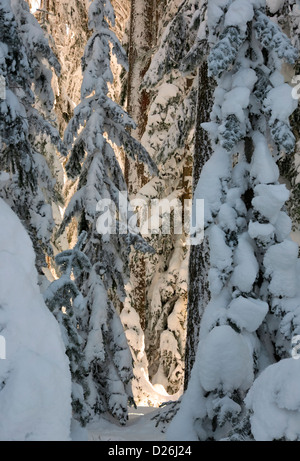 WASHINGTON - la neve intonacata alberi nelle foreste su Amabilis montagna vicino a Snoqualmie Pass in Wenatchee National Forest. Foto Stock