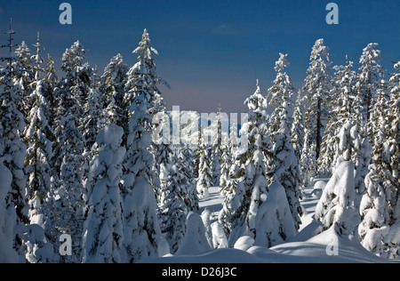 WASHINGTON - la neve intonacata alberi vicino alla cima della montagna Amabilis vicino a Snoqualmie Pass in Wenatchee National Forest. Foto Stock