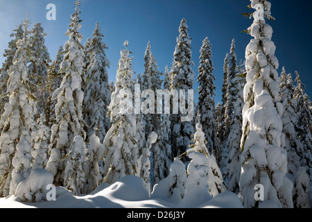 WASHINGTON - la neve intonacata alberi vicino alla cima della montagna Amabilis vicino a Snoqualmie Pass in Wenatchee National Forest. Foto Stock