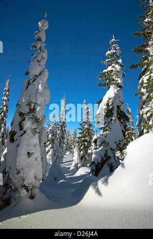 WASHINGTON - la neve intonacata alberi vicino alla cima della montagna Amabilis vicino a Snoqualmie Pass in Wenatchee National Forest. Foto Stock