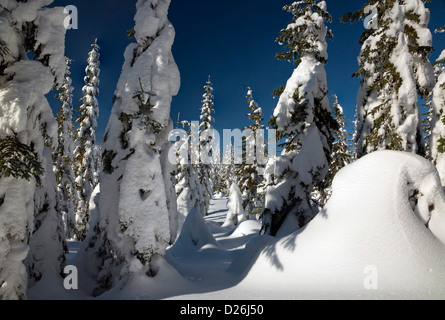 WASHINGTON - la neve intonacata alberi vicino alla cima della montagna Amabilis vicino a Snoqualmie Pass in Wenatchee National Forest. Foto Stock