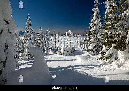 WASHINGTON - la neve intonacata alberi vicino alla cima della montagna Amabilis vicino a Snoqualmie Pass in Wenatchee National Forest. Foto Stock