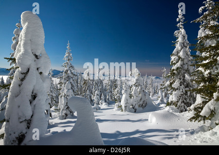 WASHINGTON - la neve intonacata alberi vicino alla cima della montagna Amabilis vicino a Snoqualmie Pass in Wenatchee National Forest. Foto Stock