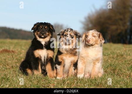 Cane pastore australiano / Aussie due cuccioli colori diversi (nero tricolore, blue merle, red Merle) seduta in Prato Foto Stock