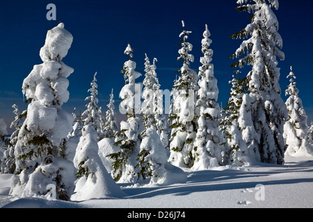 WASHINGTON - neve alberi intonacate al vertice di Amabilis montagna vicino a Snoqualmie Pass in Wenatchee National Forest. Foto Stock