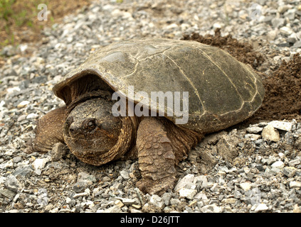 Snapping comune tartaruga, chelydra s. serpentina, recante le sue uova Foto Stock