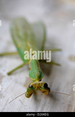 Ministralis Orthodera, Giardino Mantis, Australian Green Mantis Foto Stock