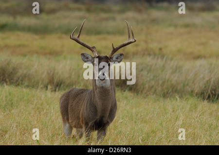 Un trofeo culbianco buck deer (Odocoileus virginianus) vicino Tilden Texas Foto Stock