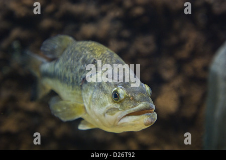 Largemouth bass (micropterus salmoides) sott'acqua Foto Stock