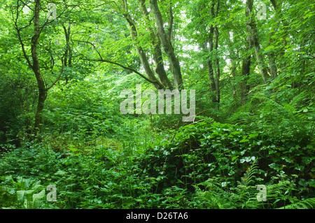 Binsgarth boschi, vicino Finstown, Orkney Islands, Scozia. Foto Stock