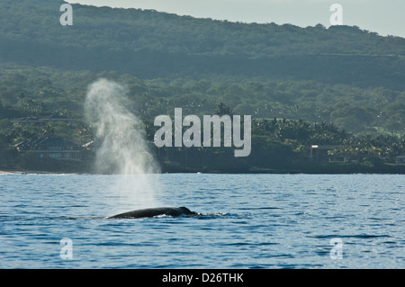 Humpback Whale (Megaptera novaeangliae) schizzando vicino a Maui, Hawaii Foto Stock