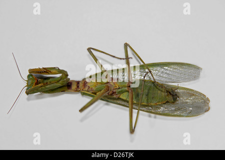 Ministralis Orthodera, Giardino Mantis, Australian Green Mantis Foto Stock