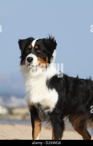 Cane pastore australiano / Aussie ritratto adulti tricolore nero Foto Stock