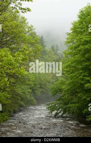 Un incontaminato torrente Giunco di acqua fresca su rocce e passato frondosi alberi in una molla di nebbia. Foto Stock