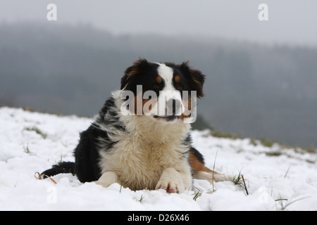 Cane pastore australiano / Aussie adulto tricolore nero giacente nella neve Foto Stock