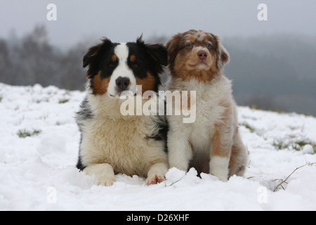 Cane pastore australiano / Aussie adulto e cucciolo nella neve Foto Stock