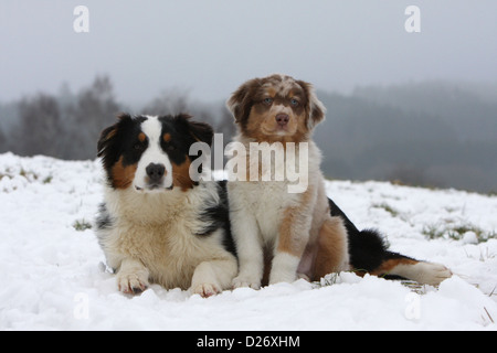 Cane pastore australiano / Aussie adulto e cucciolo nella neve Foto Stock