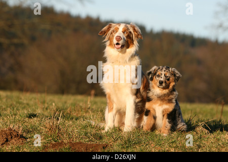 Cane pastore australiano / Aussie adulto e cucciolo di seduta Foto Stock