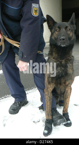 (Documento) una dispensa di polizia datato 15 gennaio 2013 mostra il tedesco federale di polizia olandese cane pastore "Rico" indossando scarpe speciali sulle sue zampe di Brema, Germania. Le scarpe speciali sono destinati a proteggere le zampe dei cani di polizia dove vi è spesso un vetro rotto e altri oggetti appuntiti. Foto: COOPERAZIONE DI POLIZIA Foto Stock